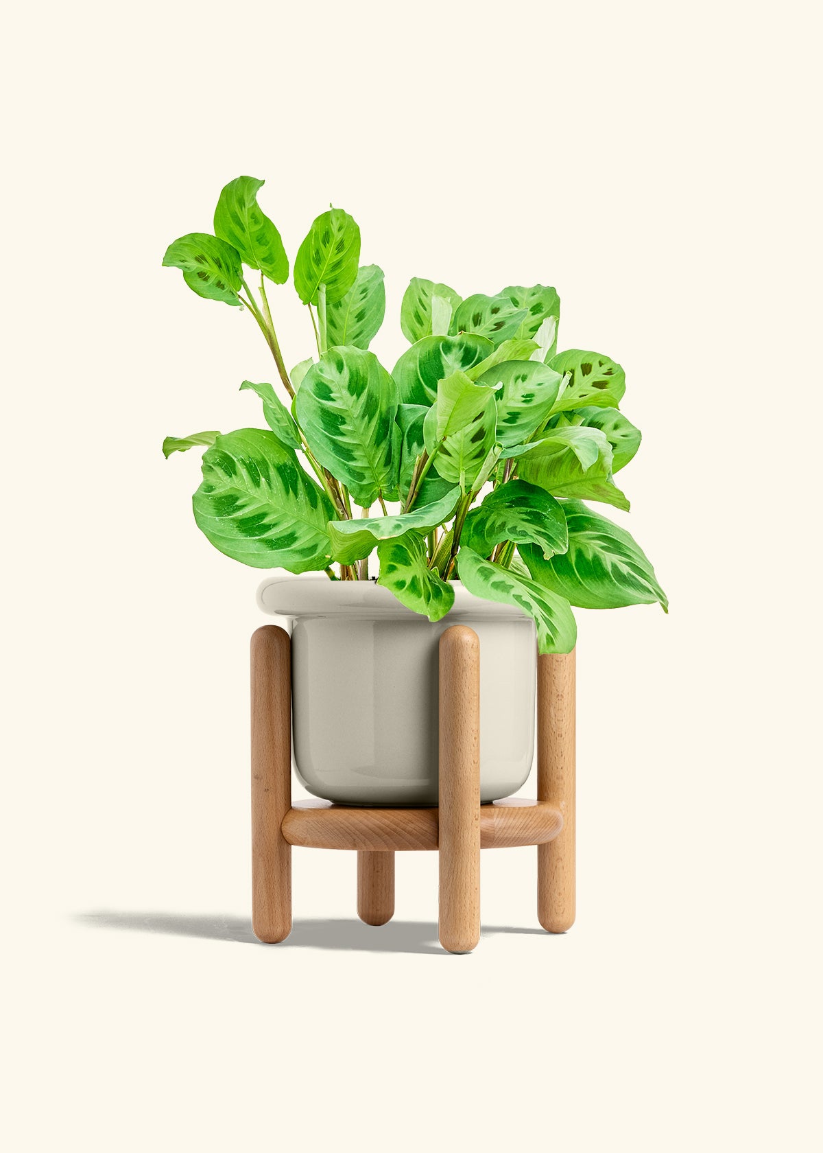 Prayer Plant Beauty Kim in a 6 inches Fat Lip Oat Planter in a Beech Wood Stand