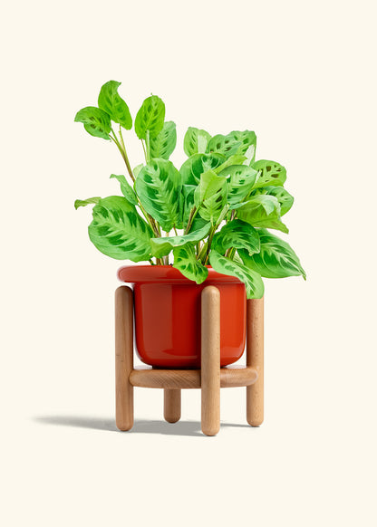 Prayer Plant Beauty Kim in a 6 inches Fat Lip Red Planter in a Beech Wood Stand