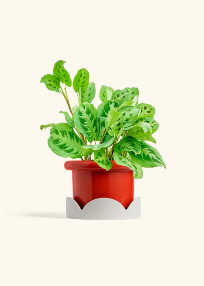 Prayer Plant Beauty Kim in a 6 inches Fat Lip Red Planter in a Oat Petal Drip Tray