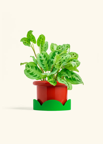 Prayer Plant Beauty Kim in a 6 inches Fat Lip Red Planter in a Shamrock Petal Drip Tray