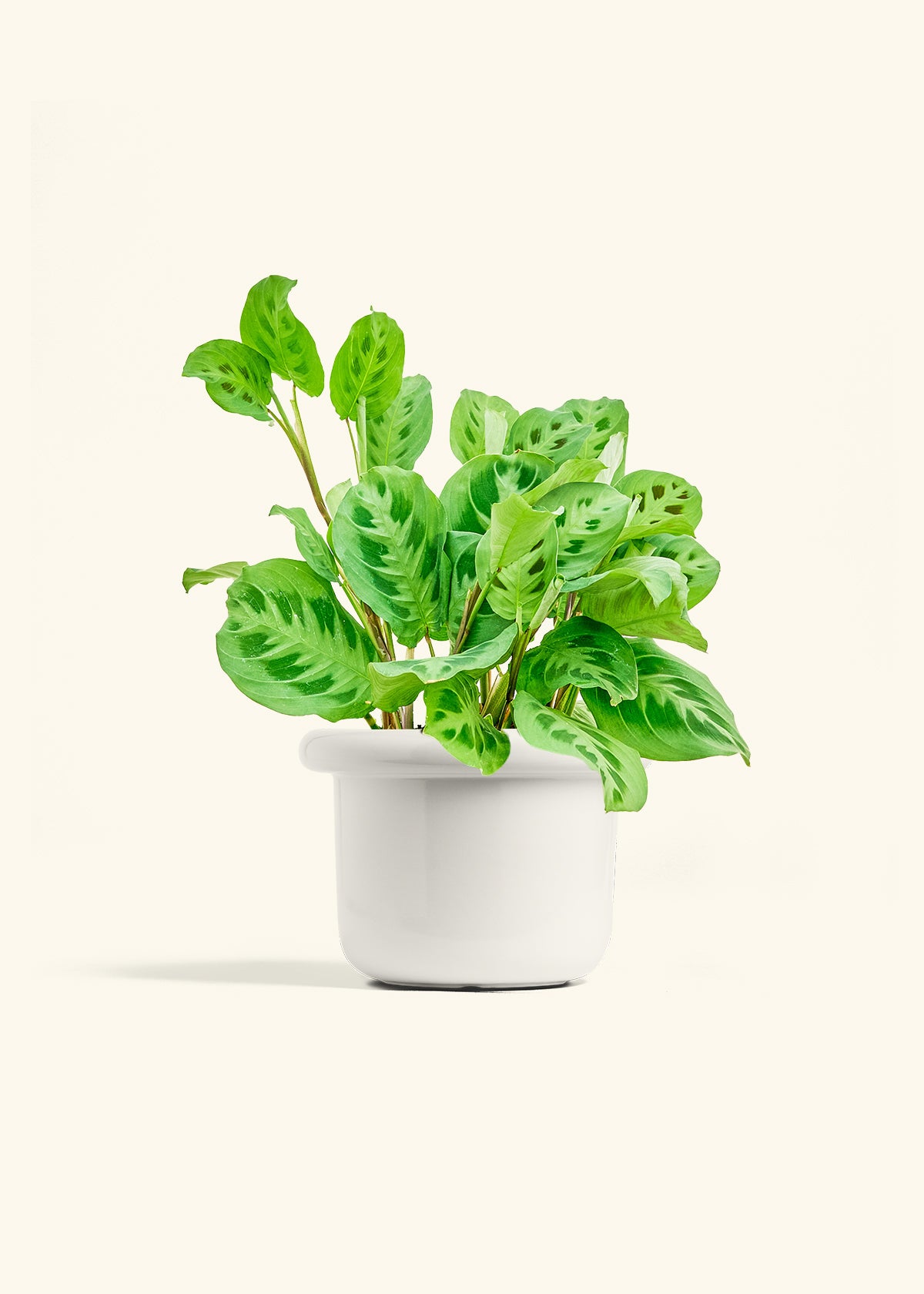 Prayer Plant Beauty Kim in a 6 inches Fat Lip White Planter 