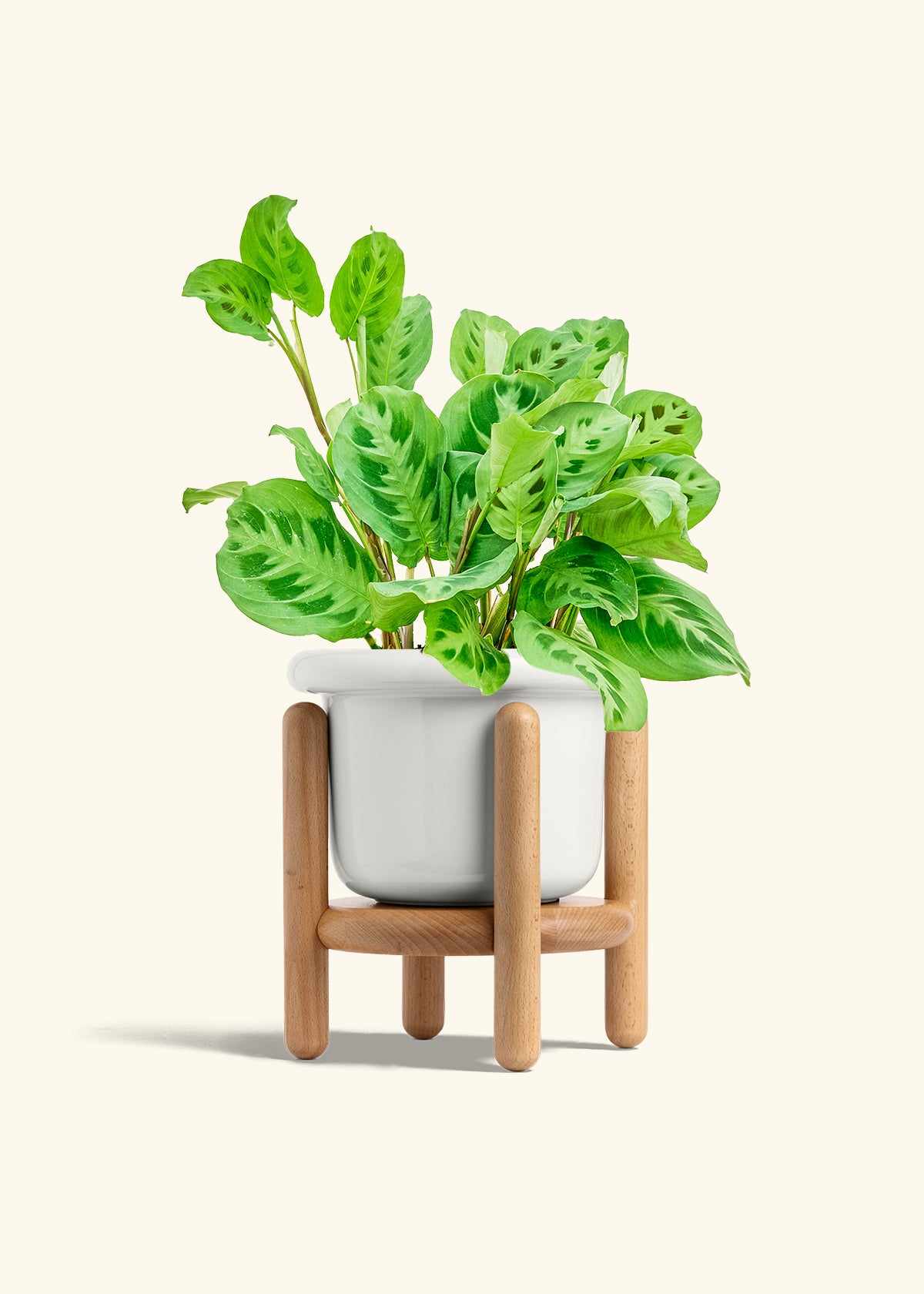 Prayer Plant Beauty Kim in a 6 inches Fat Lip White Planter in a Beech Wood Stand