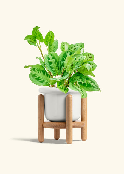 Prayer Plant Beauty Kim in a 6 inches Fat Lip White Planter in a Beech Wood Stand