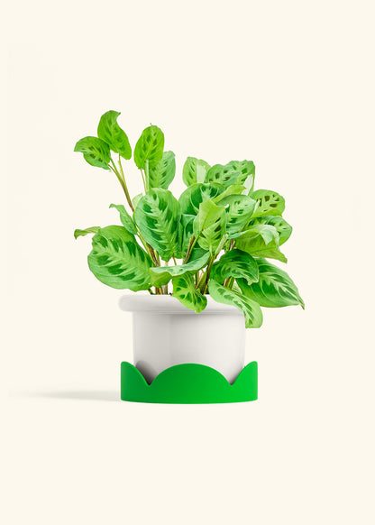 Prayer Plant Beauty Kim in a 6 inches Fat Lip White Planter in a Shamrock Petal Drip Tray