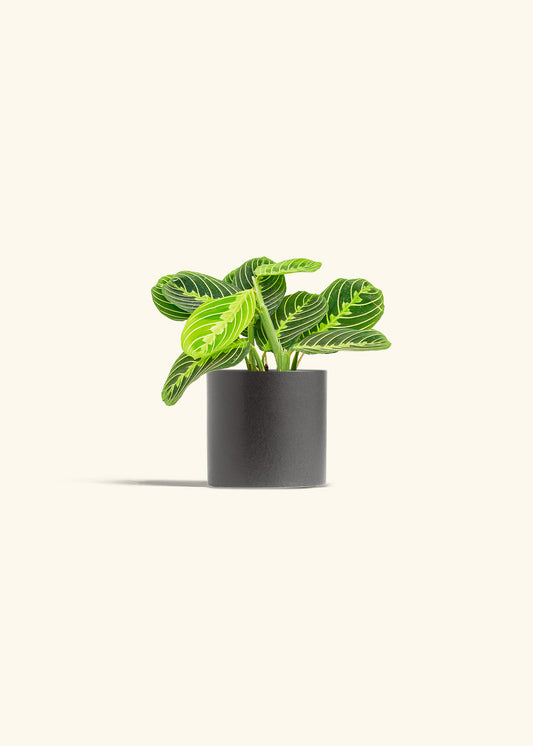 Lemon Lime Prayer Plant in a 4 inches Charcoal Classic Cylinder Planter 