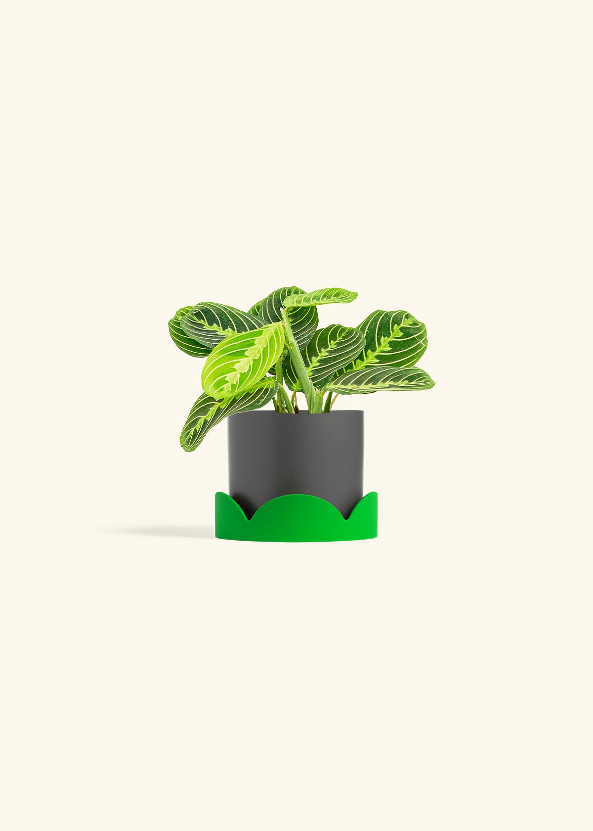 Lemon Lime Prayer Plant in a 4 inches Charcoal Classic Cylinder Planter in a Shamrock Petal Drip Tray