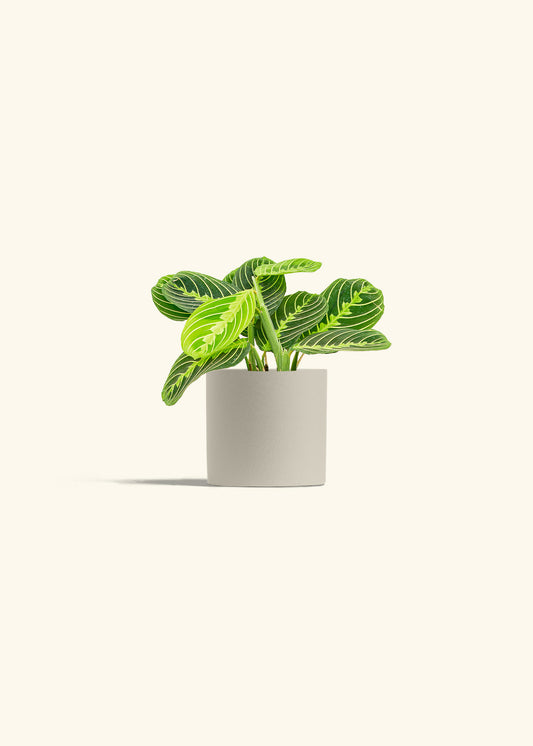 Lemon Lime Prayer Plant in a 4 inches Oat Classic Cylinder Planter 