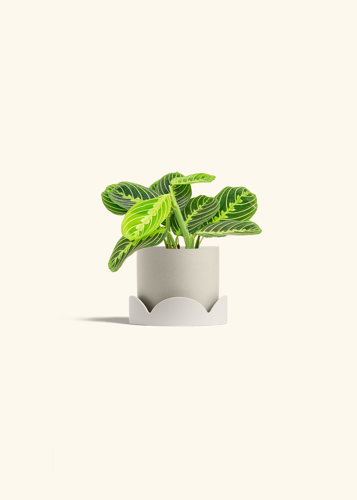 Lemon Lime Prayer Plant in a 4 inches Oat Classic Cylinder Planter in a Oat Petal Drip Tray