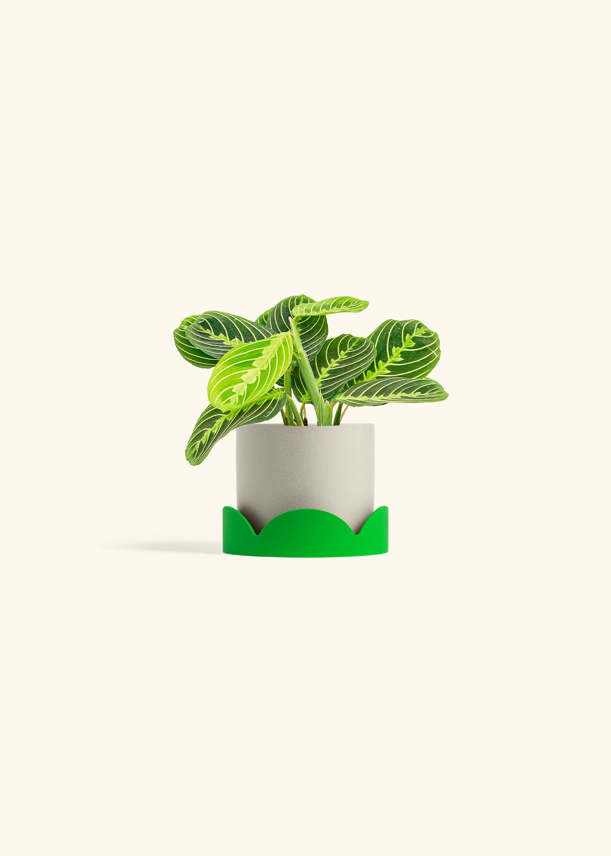 Lemon Lime Prayer Plant in a 4 inches Oat Classic Cylinder Planter in a Shamrock Petal Drip Tray
