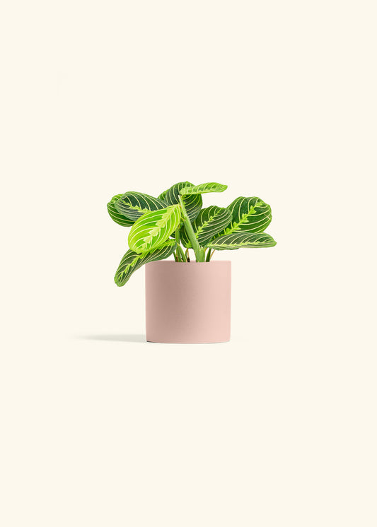 Lemon Lime Prayer Plant in a 4 inches Pink Classic Cylinder Planter 