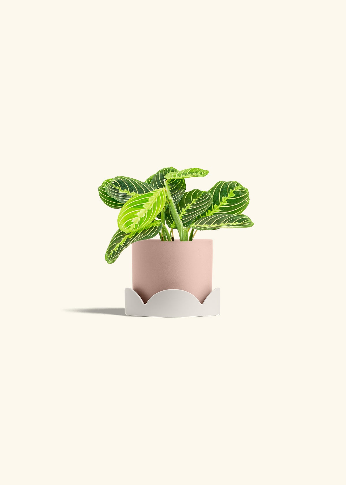 Lemon Lime Prayer Plant in a 4 inches Pink Classic Cylinder Planter in a Oat Petal Drip Tray