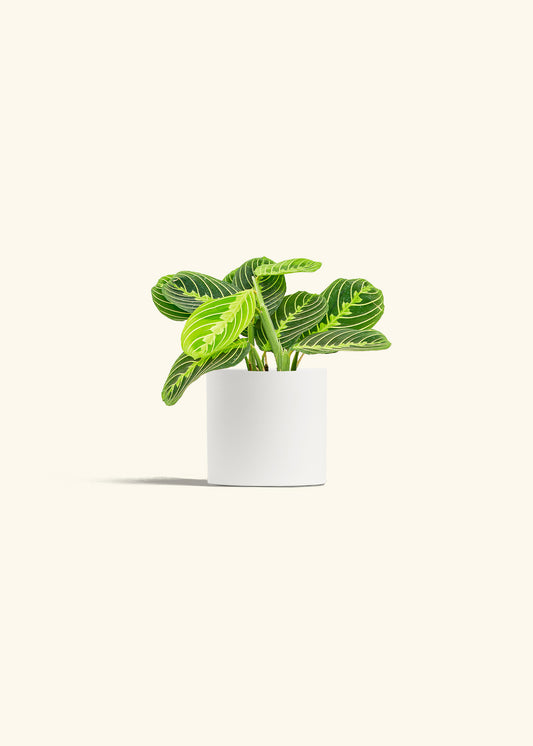 Lemon Lime Prayer Plant in a 4 inches White Classic Cylinder Planter 