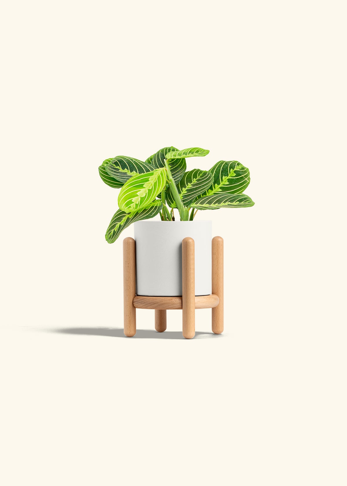 Lemon Lime Prayer Plant in a 4 inches White Classic Cylinder Planter in a Beech Wood Stand