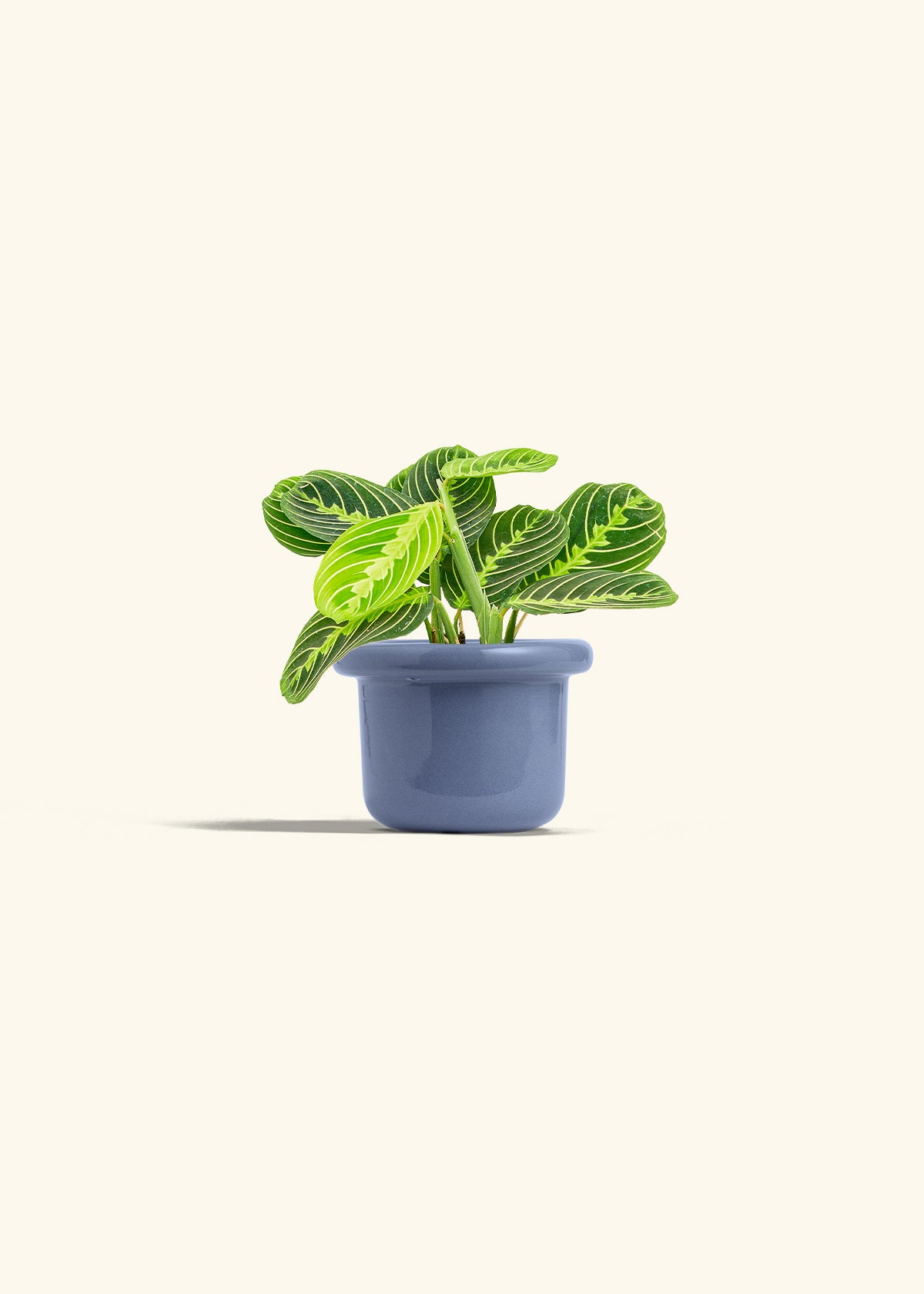 Lemon Lime Prayer Plant in a 4 inches Fat Lip Blue Planter 