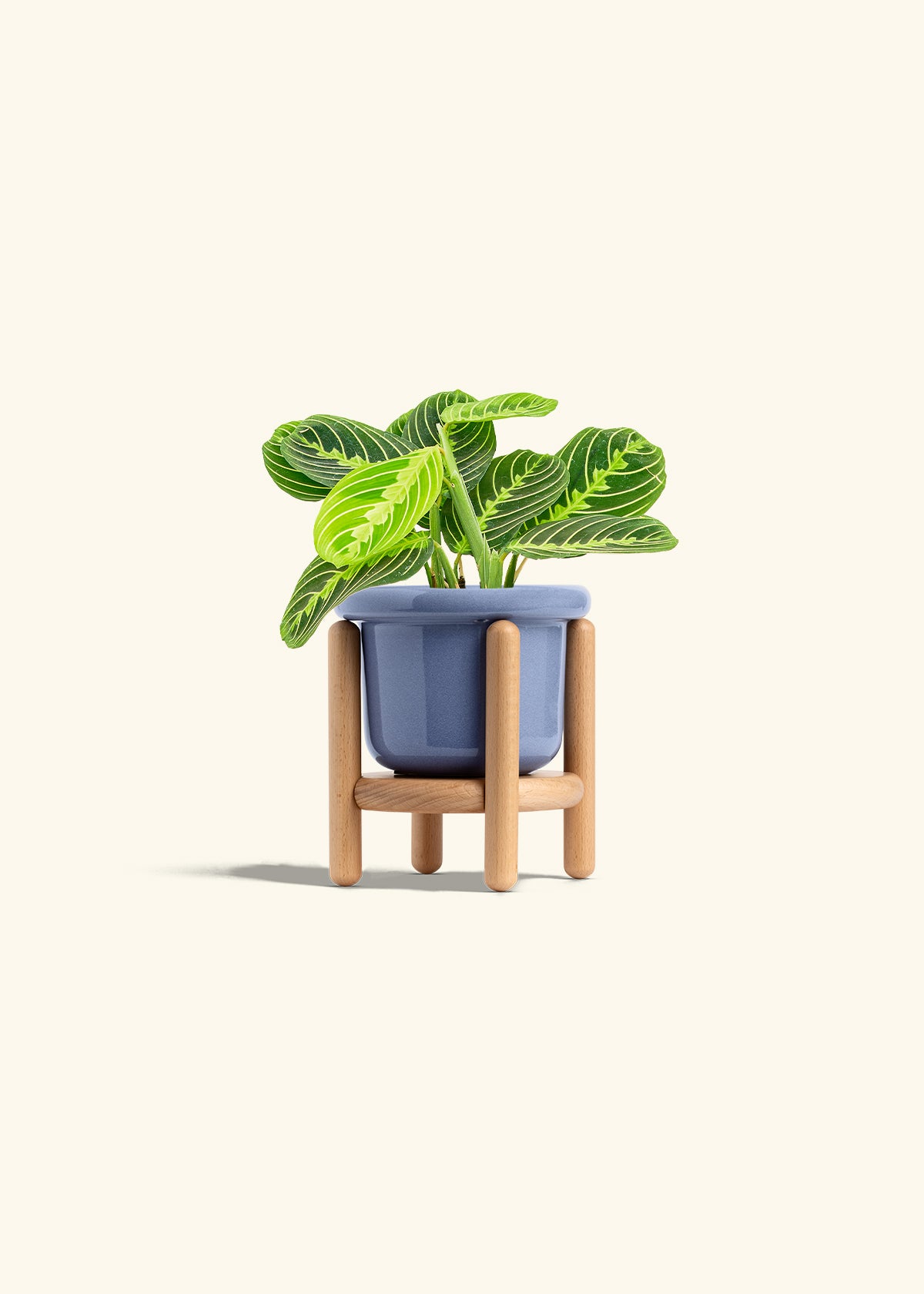 Lemon Lime Prayer Plant in a 4 inches Fat Lip Blue Planter in a Beech Wood Stand