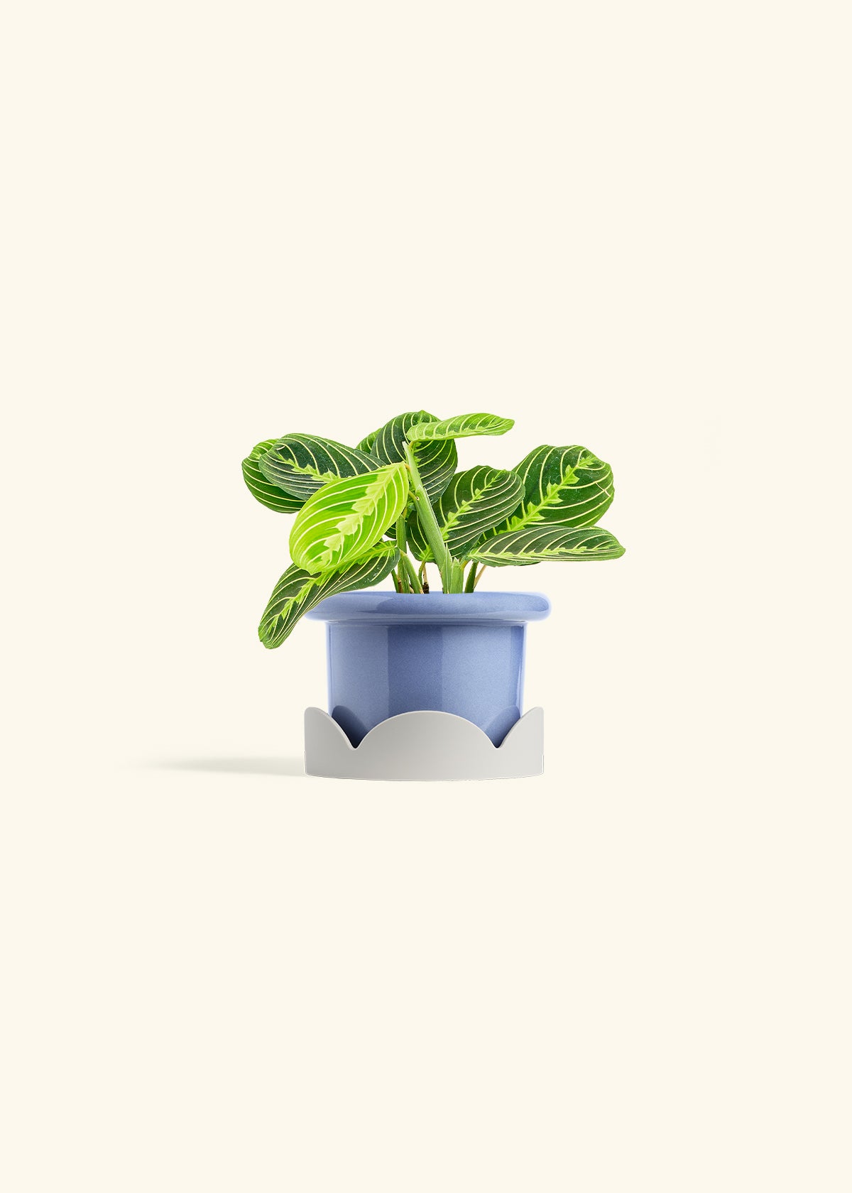 Lemon Lime Prayer Plant in a 4 inches Fat Lip Blue Planter in a Oat Petal Drip Tray