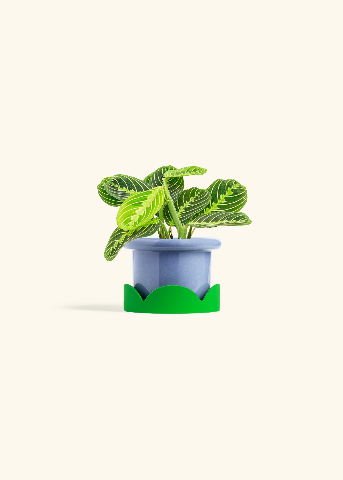 Lemon Lime Prayer Plant in a 4 inches Fat Lip Blue Planter in a Shamrock Petal Drip Tray