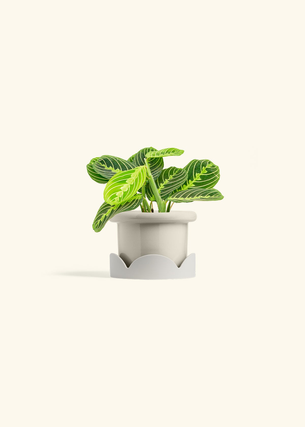 Lemon Lime Prayer Plant in a 4 inches Fat Lip Oat Planter in a Oat Petal Drip Tray