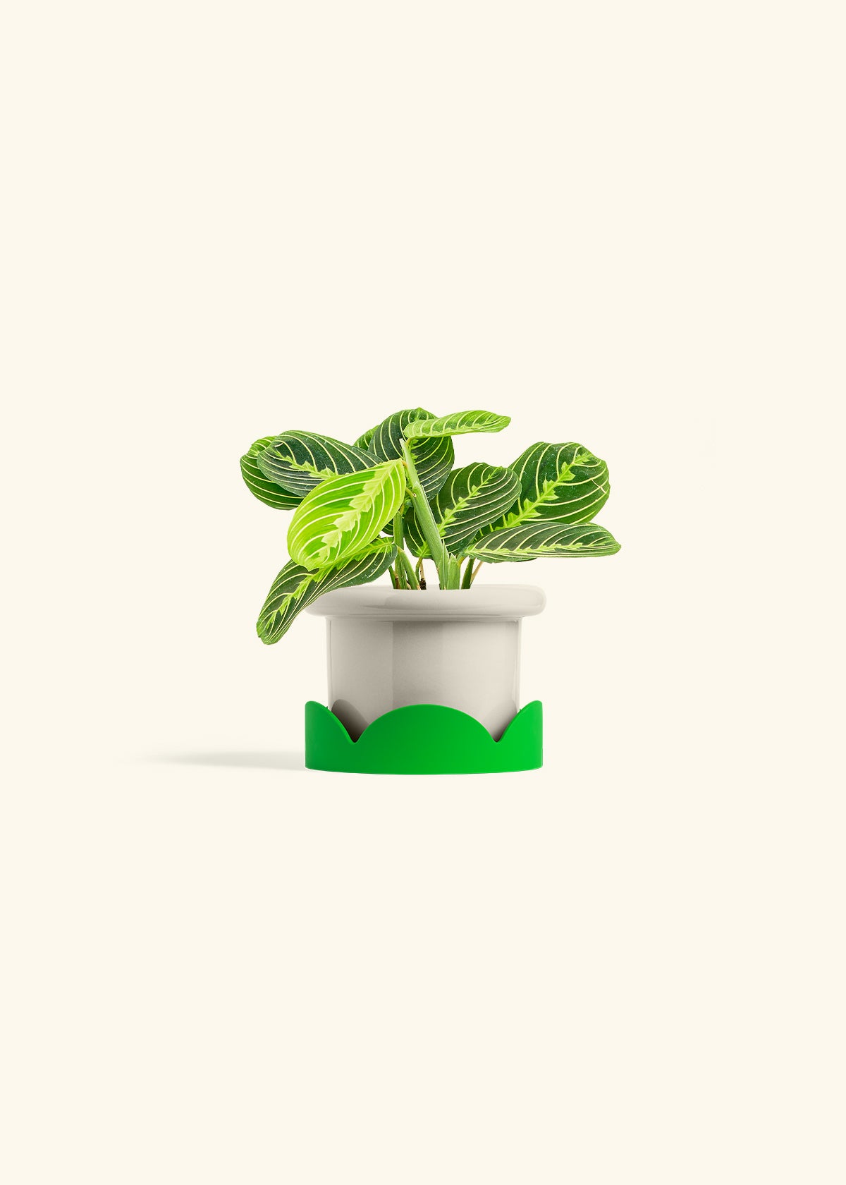 Lemon Lime Prayer Plant in a 4 inches Fat Lip Oat Planter in a Shamrock Petal Drip Tray