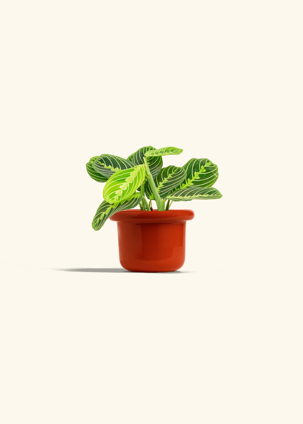 Lemon Lime Prayer Plant in a 4 inches Fat Lip Red Planter 
