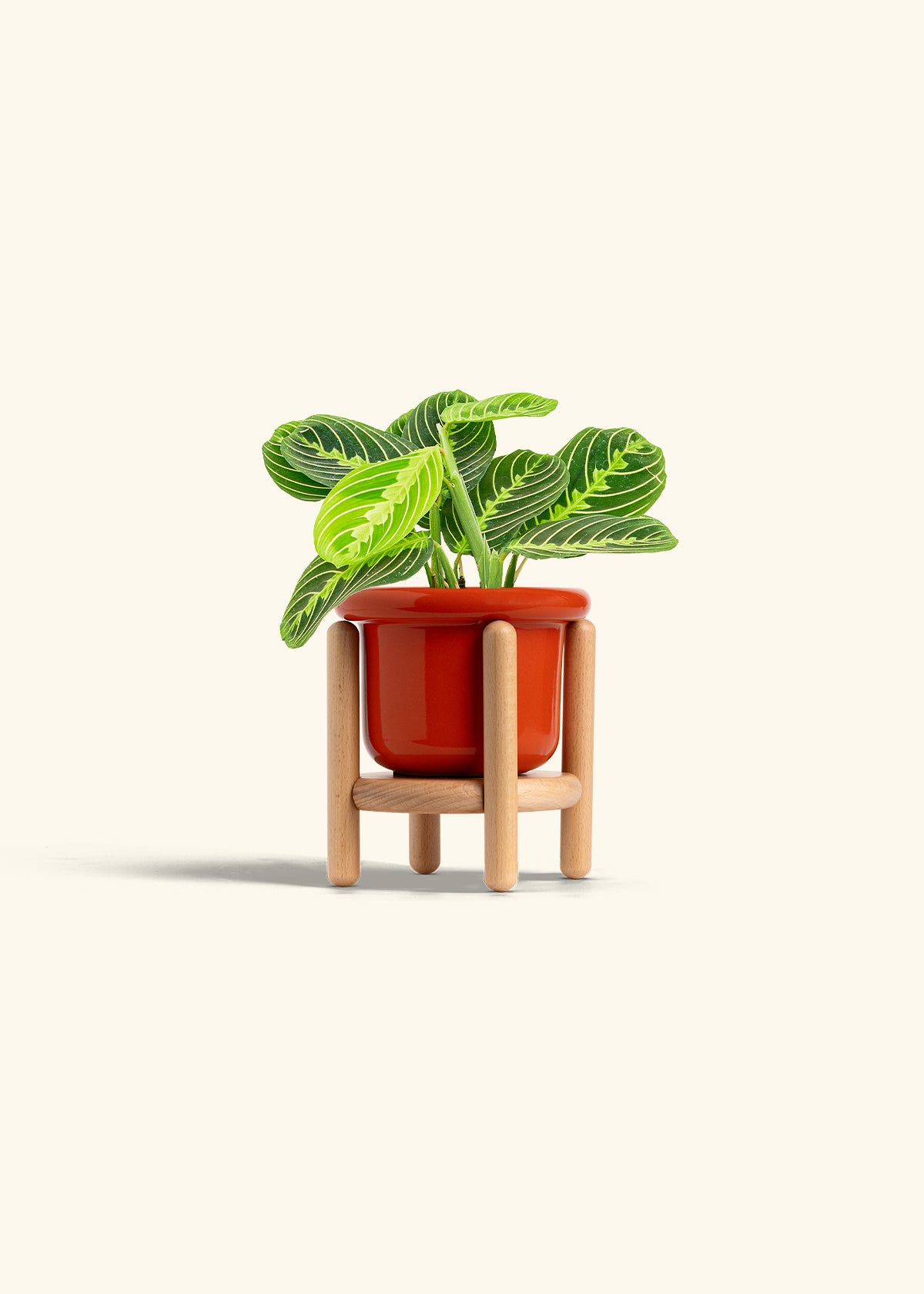 Lemon Lime Prayer Plant in a 4 inches Fat Lip Red Planter in a Beech Wood Stand