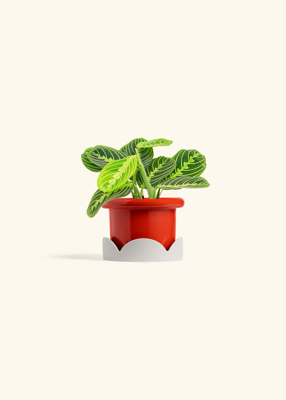 Lemon Lime Prayer Plant in a 4 inches Fat Lip Red Planter in a Oat Petal Drip Tray