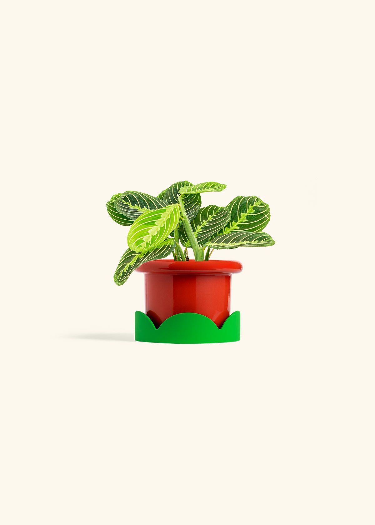 Lemon Lime Prayer Plant in a 4 inches Fat Lip Red Planter in a Shamrock Petal Drip Tray