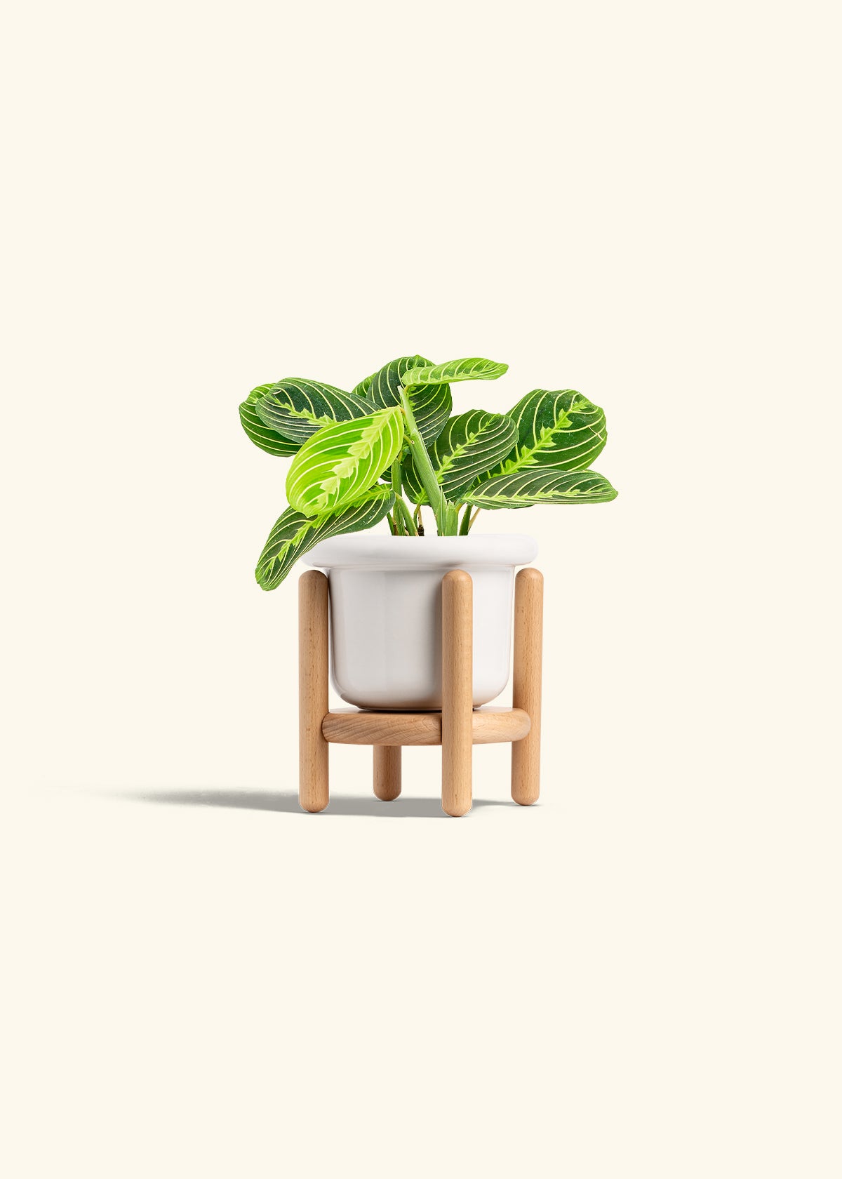 Lemon Lime Prayer Plant in a 4 inches Fat Lip White Planter in a Beech Wood Stand