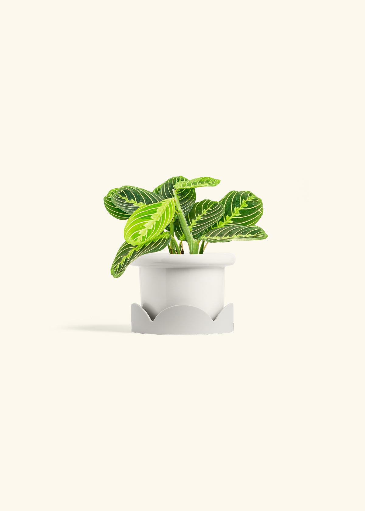 Lemon Lime Prayer Plant in a 4 inches Fat Lip White Planter in a Oat Petal Drip Tray