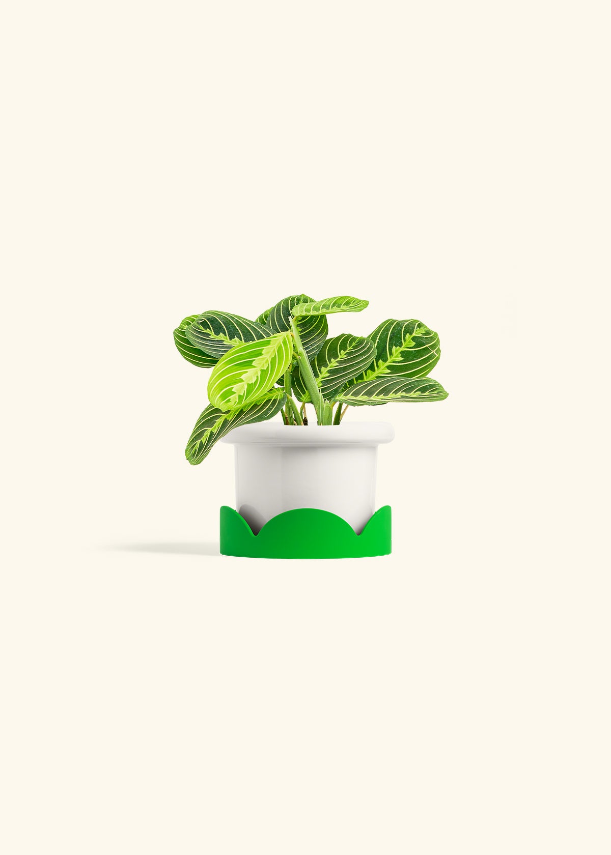 Lemon Lime Prayer Plant in a 4 inches Fat Lip White Planter in a Shamrock Petal Drip Tray