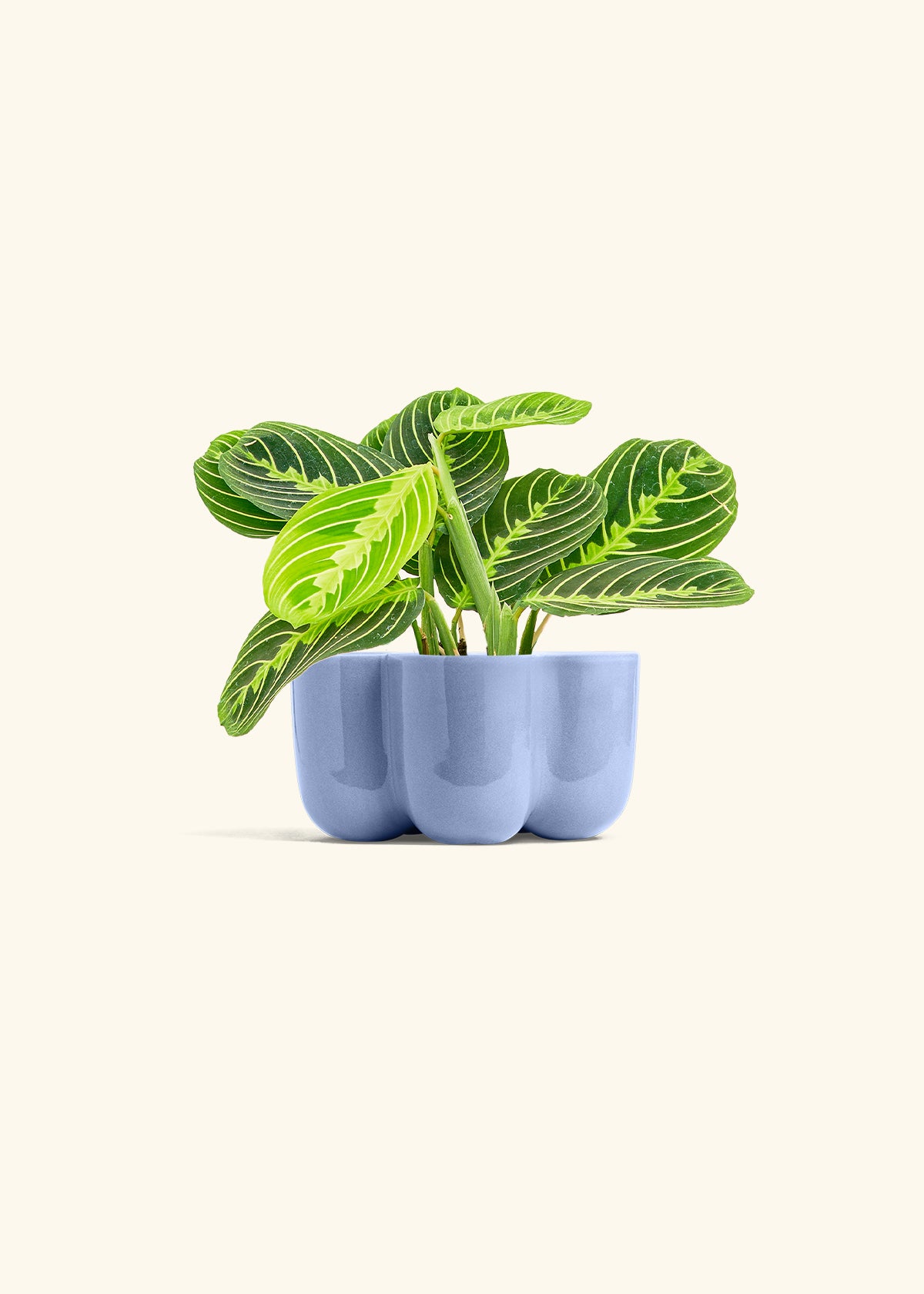 Lemon Lime Prayer Plant in a 4 inches in a Blue Petal Planter