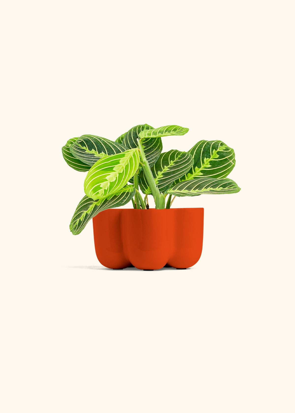 Lemon Lime Prayer Plant in a 4 inches in a Red Petal Planter