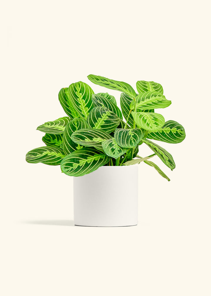 Lemon Lime Prayer Plant in a 6 inches White Classic Cylinder Planter 