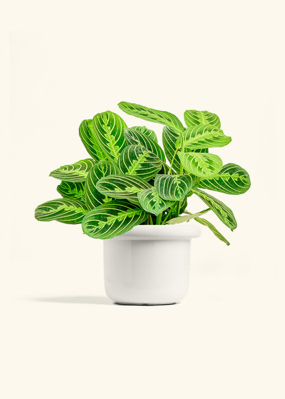 Lemon Lime Prayer Plant in a 6 inches Fat Lip White Planter 