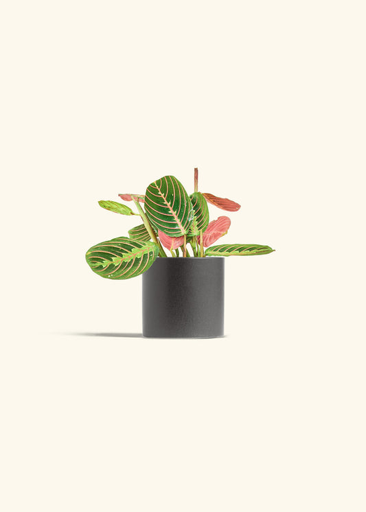 Red Prayer Plant in a 4 inches Oat Classic Cylinder Planter 