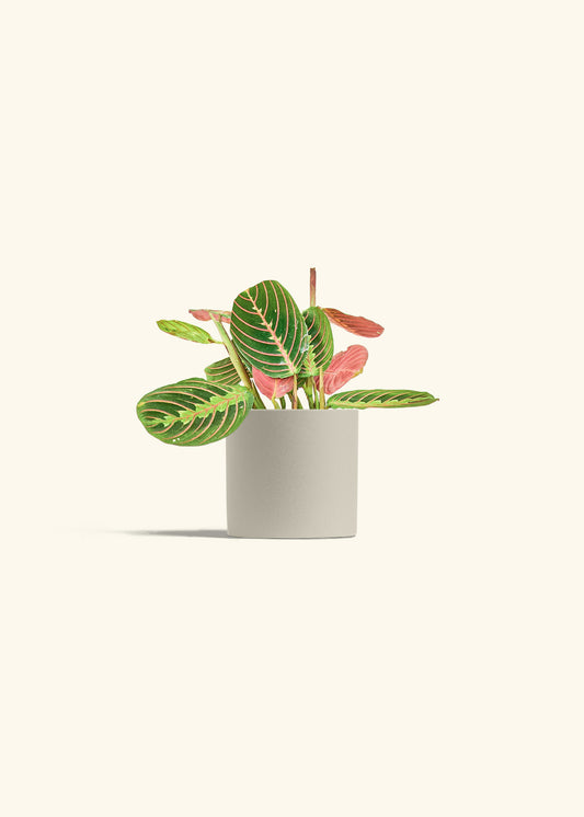 Red Prayer Plant in a 4 inches Oat Classic Cylinder Planter in a Oat Petal Drip Tray