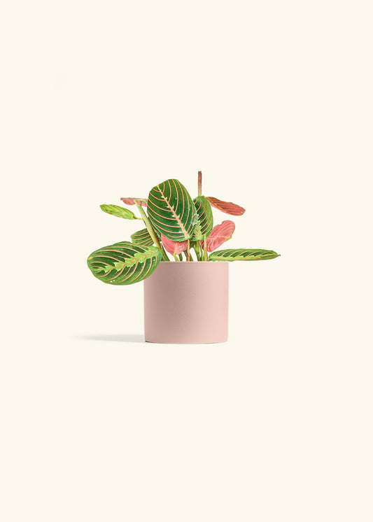 Red Prayer Plant in a 4 inches Pink Classic Cylinder Planter 