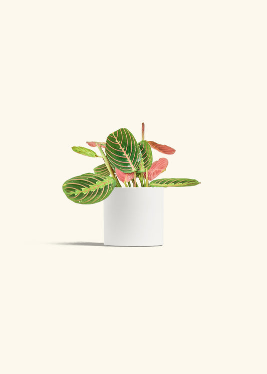 Red Prayer Plant in a 4 inches White Classic Cylinder Planter 