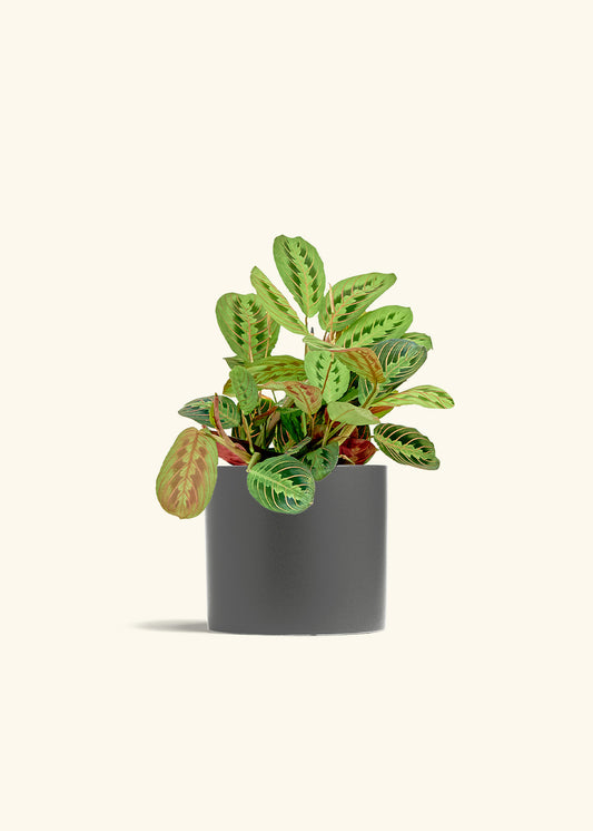 Red Prayer Plant in a 6 inches Charcoal Classic Cylinder Planter 
