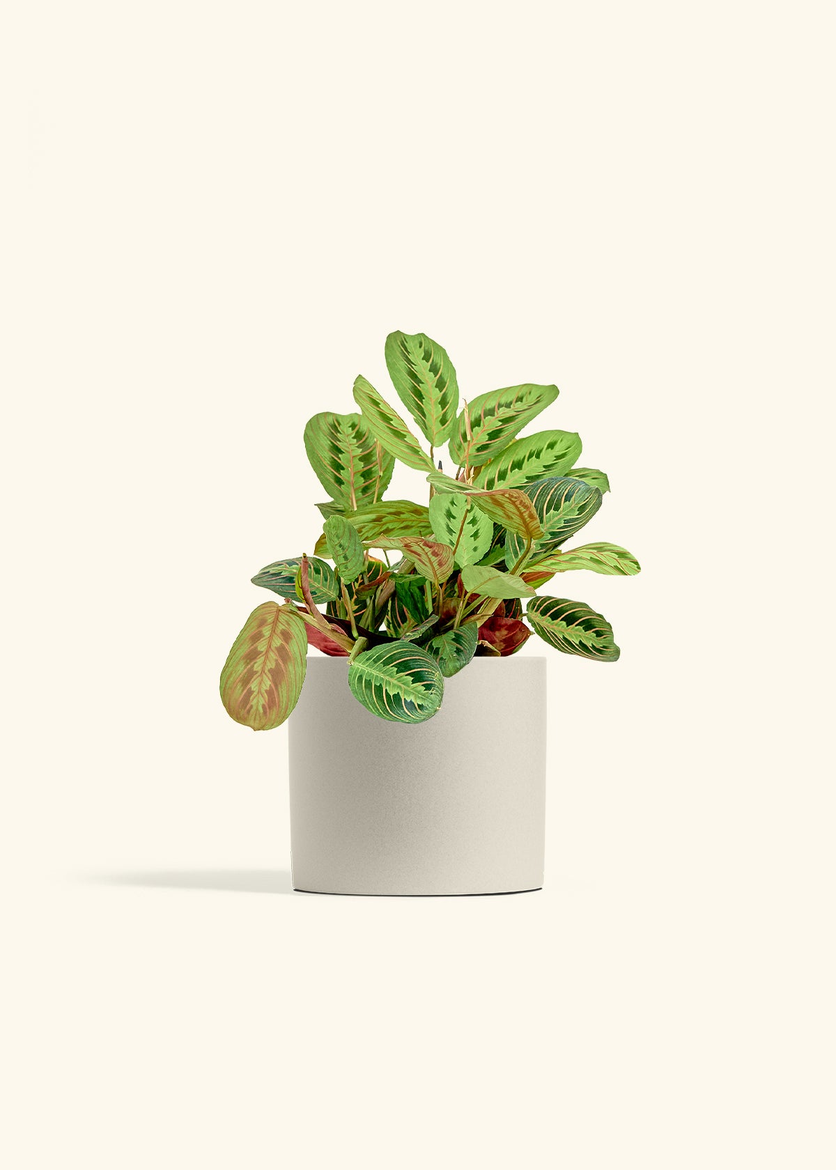 Red Prayer Plant in a 6 inches Oat Classic Cylinder Planter 