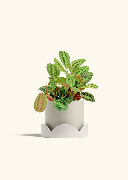 Red Prayer Plant in a 6 inches Oat Classic Cylinder Planter in a Oat Petal Drip Tray