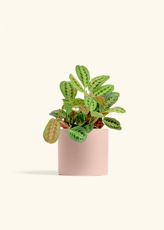 Red Prayer Plant in a 6 inches Pink Classic Cylinder Planter 
