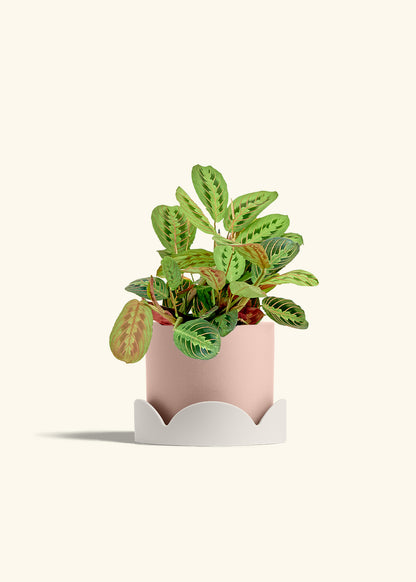 Red Prayer Plant in a 6 inches Pink Classic Cylinder Planter in a Oat Petal Drip Tray