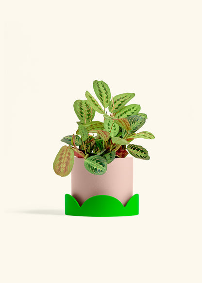 Red Prayer Plant in a 6 inches Pink Classic Cylinder Planter in a Shamrock Petal Drip Tray