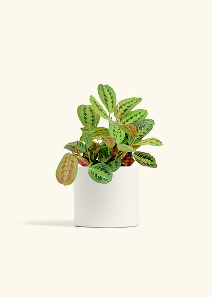 Red Prayer Plant in a 6 inches White Classic Cylinder Planter 