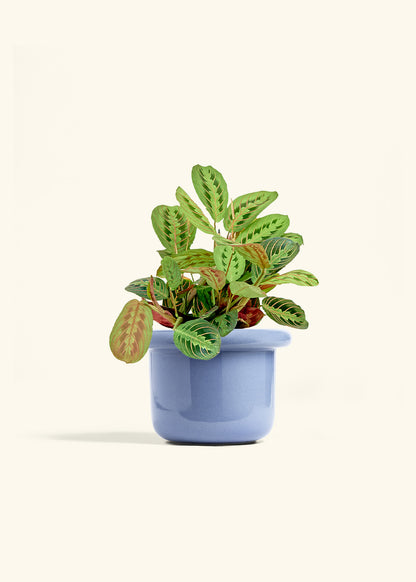 Red Prayer Plant in a 6 inches Fat Lip Blue Planter 