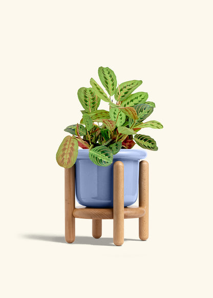 Red Prayer Plant in a 6 inches Fat Lip Blue Planter in a Beech Wood Stand