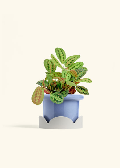 Red Prayer Plant in a 6 inches Fat Lip Blue Planter in a Oat Petal Drip Tray