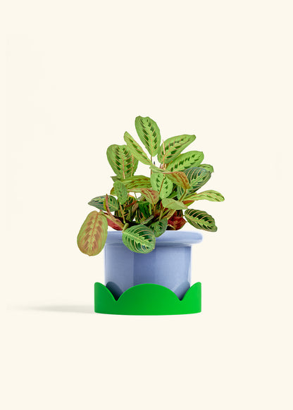 Red Prayer Plant in a 6 inches Fat Lip Blue Planter in a Shamrock Petal Drip Tray
