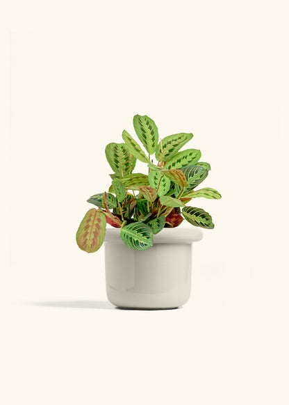 Red Prayer Plant in a 6 inches Fat Lip Oat Planter 